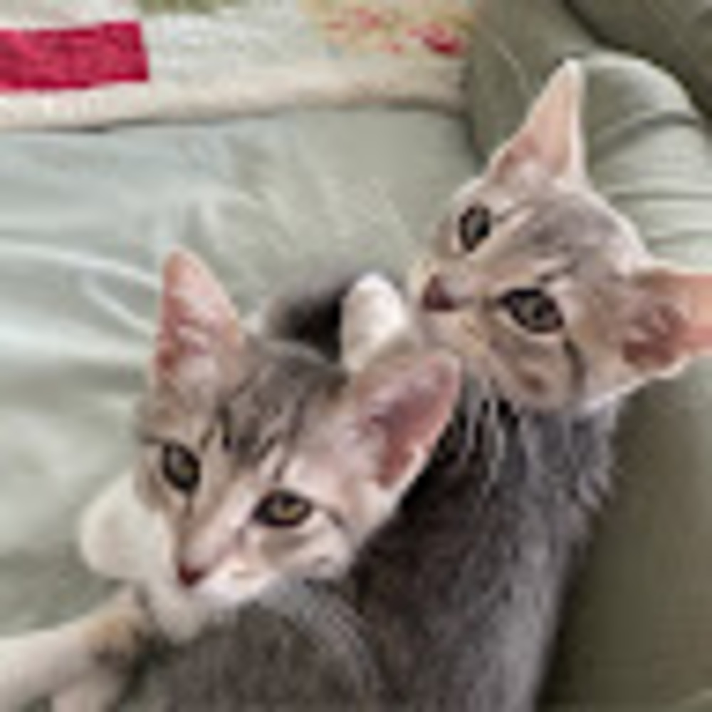 Meet your Posher, Mykelin